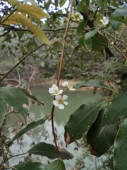 Spiraea thunbergii