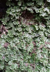 Wiesnerella denudata