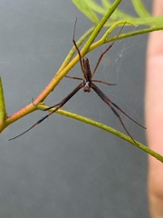 Trichonephila clavipes