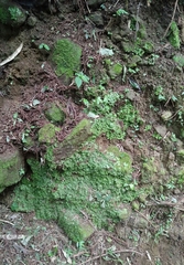 Wiesnerella denudata