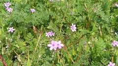 Erodium aethiopicum