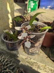 Rhynchostele rossii