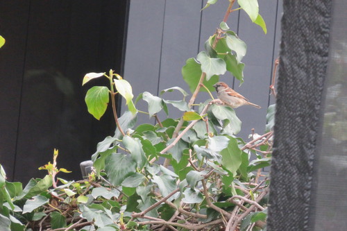 Moineau domestique, mâle