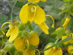 Rhynchocorys orientalis