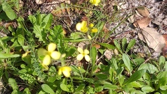 Raphanus raphanistrum