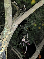 Epidendrum longipetalum