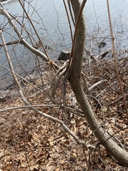 Celastrus orbiculatus