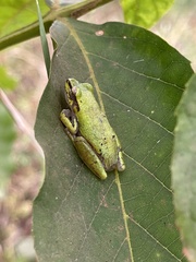 Hyperolius cinnamomeoventris