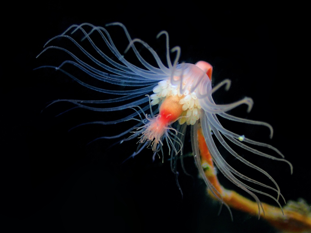 Oaten Pipes Hydroid, photo 1 of 10