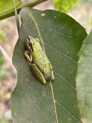 Hyperolius cinnamomeoventris