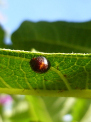 Chilocorus bipustulatus