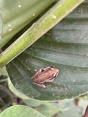 Hyperolius cinnamomeoventris