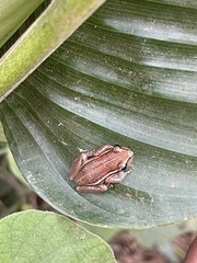 Hyperolius cinnamomeoventris