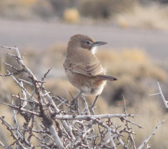 Pseudoseisura gutturalis