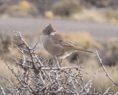 Pseudoseisura gutturalis
