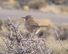Pseudoseisura gutturalis
