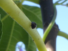 Chilocorus bipustulatus