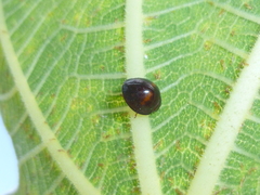 Chilocorus bipustulatus