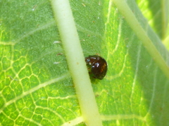 Chilocorus bipustulatus