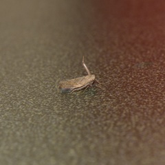 Paraphlepsius continuus