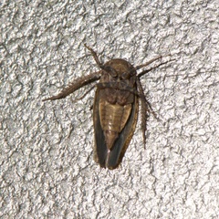 Paraphlepsius continuus