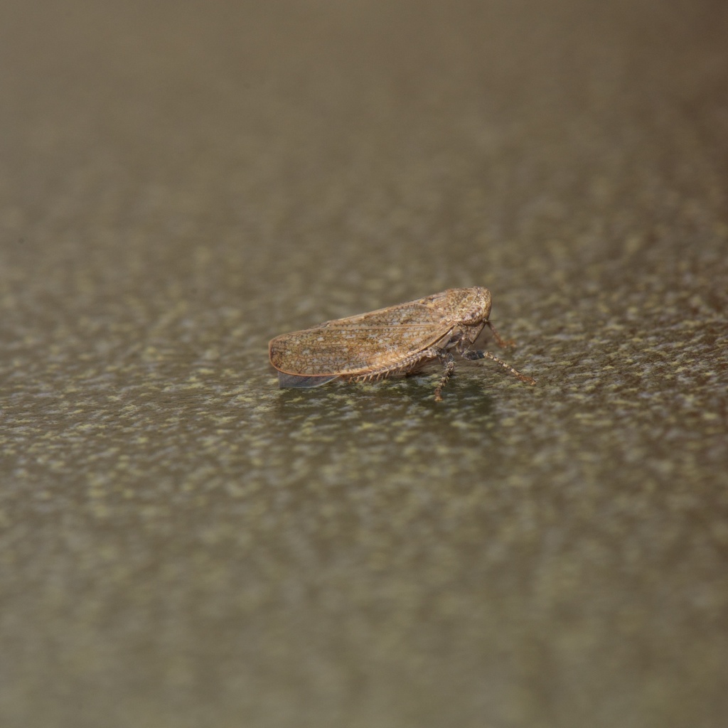 Paraphlepsius continuus