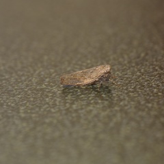 Paraphlepsius continuus