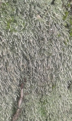 Crossocalyx hellerianus