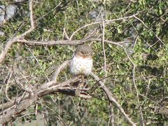 Glaucidium capense