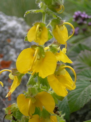 Rhynchocorys orientalis