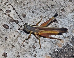 Staurorhectus longicornis