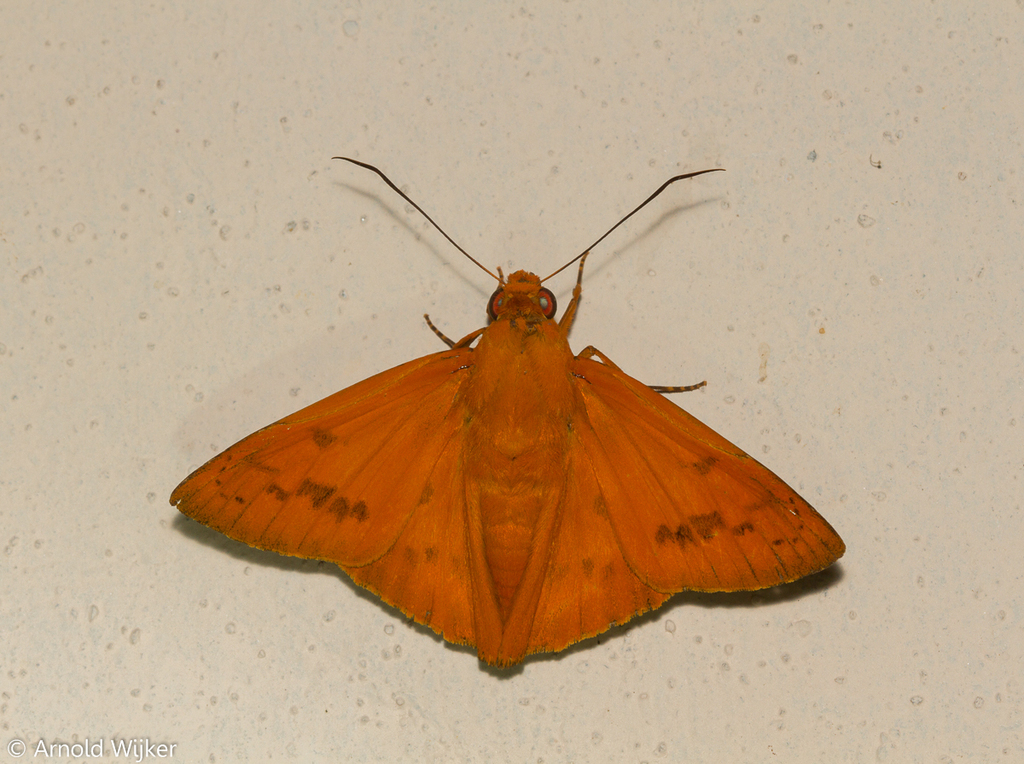 Bungalotis diophorus