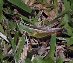 Staurorhectus longicornis