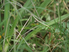Conocephalus ochrotelus