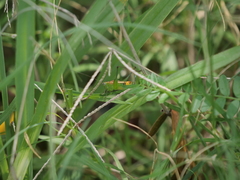 Conocephalus ochrotelus