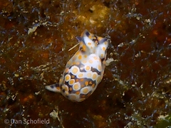 Lamprohaminoea ovalis