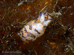 Lamprohaminoea ovalis