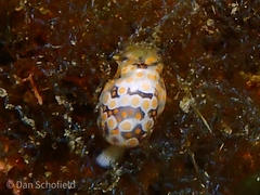 Lamprohaminoea ovalis