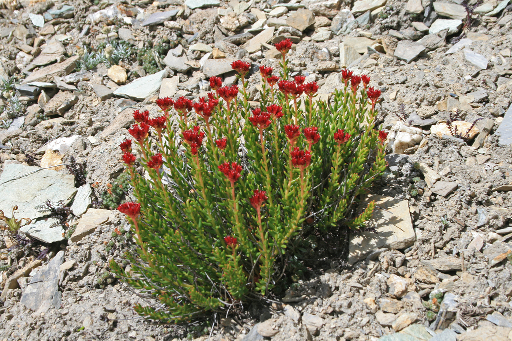 Clustered Roseroot