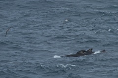 Globicephala melas