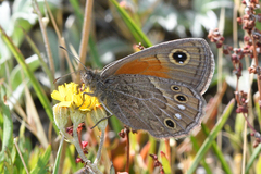 Cosmosatyrus leptoneuroides