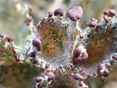 Cladonia grayi