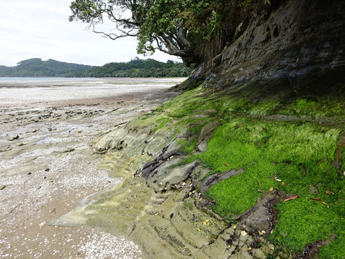 Image of Ulva compressa by (c) Jacqui Geux, some rights reserved (CC BY)
