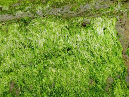 Image of Ulva compressa by (c) Jacqui Geux, some rights reserved (CC BY)
