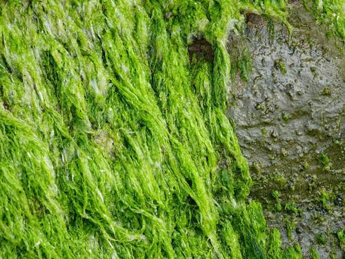 Image of Ulva compressa by (c) Jacqui Geux, some rights reserved (CC BY)