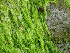 Ulva compressa