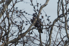 Columba palumbus