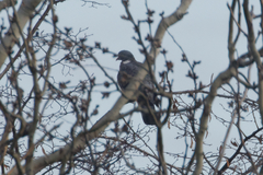 Columba palumbus