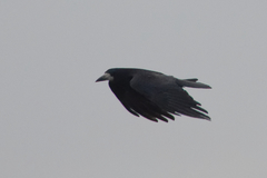 Corvus frugilegus