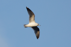 Larus canus